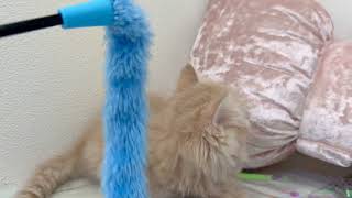 サイベリアンの動画01