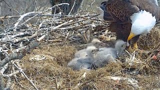 Decorah N2B 17/04/12  12:04 Dad brings grass, feeds, calls, takes quick break