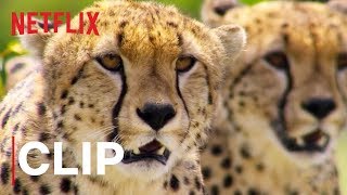 Our Planet | Cheetah Hunt | Clip | Netflix