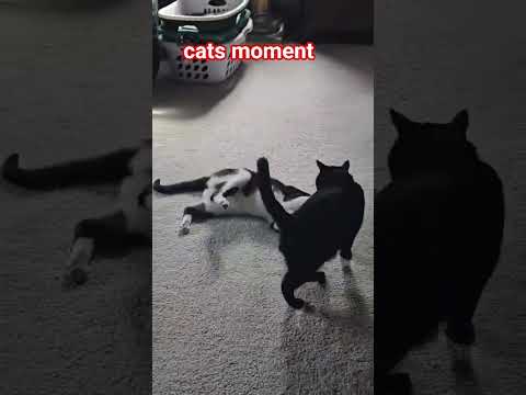 #cat #catsvideo #catsofyoutube