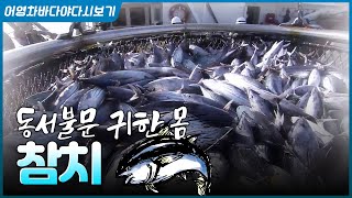 말이 필요 없는 생선 참치! 부위별로 맛도 달라 먹는 즐거움이 있습니다! 1년 내내 참치만 먹고 싶네요 ㅎㅎ