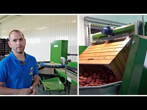 Najlepsza na rynku sortownica i wodny rozładunek dla gospodarstwa sadowniczego
