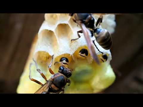 キボシアシナガバチの生活　E-P5　TestMovie