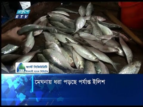 মেঘনায় ধরা পড়ছে পর্যাপ্ত ইলিশ