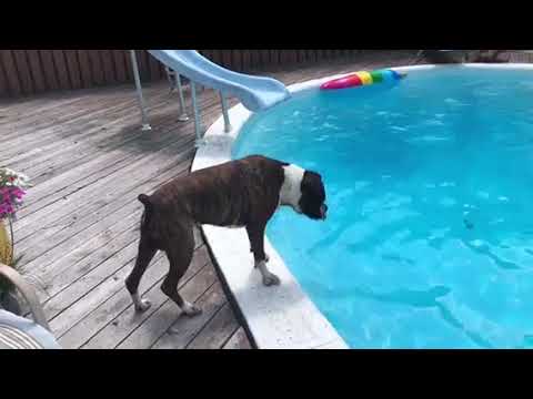 July 1st Canada Day Boxer Dogs party!