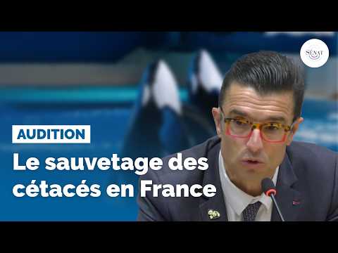 Le sauvetage des cétacés en France