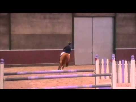 Fausto Van De Maltahoeve 1m30