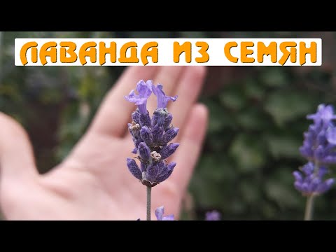 Как вырастить лаванду из семян. Личный опыт.