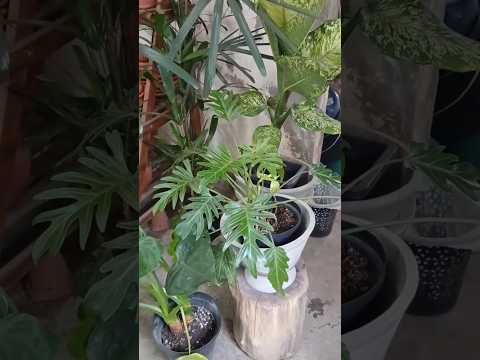 #nordeste #plantas #gravatá #pernambuco