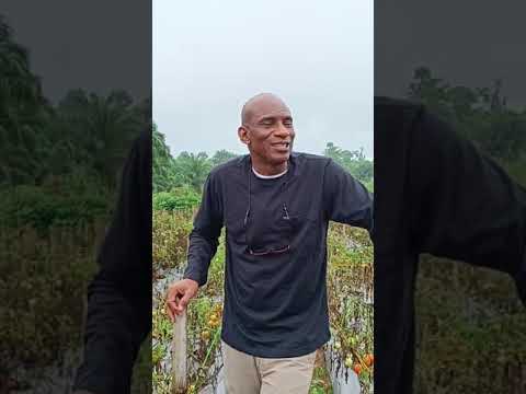 NABOTHS GARDEN: How to plant tomatoes