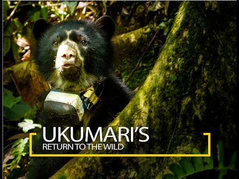 Ukumari's Return To The Wild