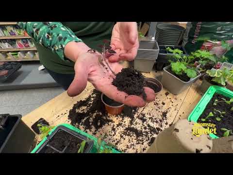 Plantera om tomatplantor - problem med långa stjälkar?