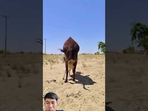 #animals #goat #funnyanimals #cow #farming #wildlife #trending #donkey  #horse #equestrian