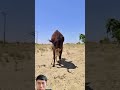 Animals Goat Funnyanimals Cow Farming Wildlife Trending Donkey Horse Equestrian