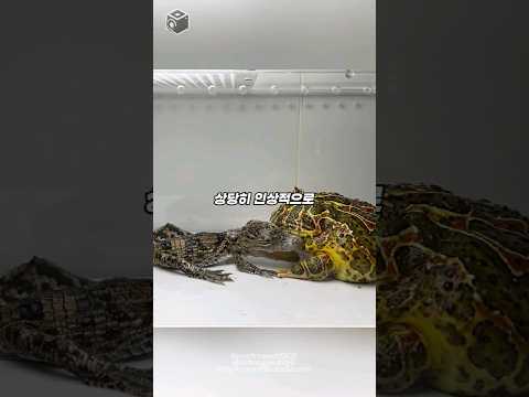 탐욕스러운 식욕 팩맨 개구리