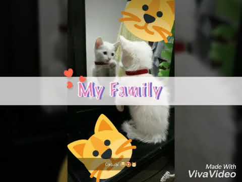 Evolucion de mi gata albina