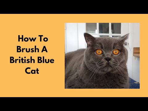 How To Brush A British Blue Cat