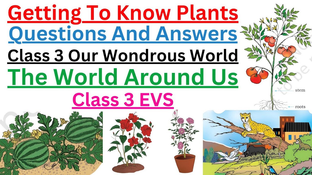 Getting To Know Plants | Questions & Answers | Class 3 EVS Chapter 4 | The World Around Us Chapter 4
