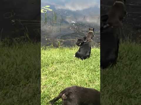 Stud muffin video of Bats Black Tri Event
