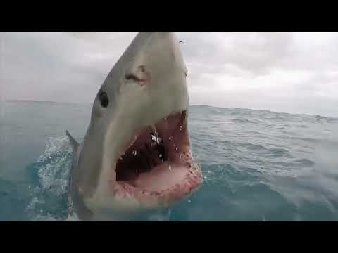 New Season | Sharkfest | National Geographic MENA