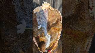 Download lagu While pouring milk, all the devotees of the snake suddenly came out of the anthill. #short mp3 Download lagu While pouring milk, all the devotees of the snake suddenly came out of the anthill. #short mp3