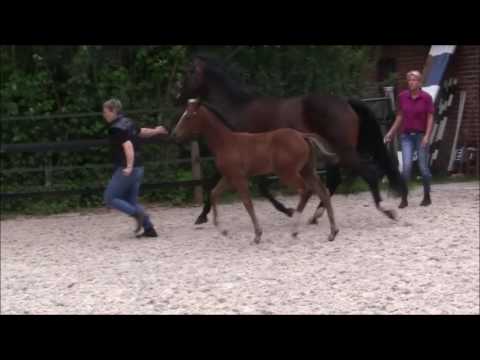 Stutfohlen Lissaro - SPS Florencio - SPS Prince Thatch xx  Trab 1