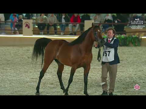 N 157 ASAYEL RASHIQ   13th Qatar International Arabian Peninsula Horse Show 2024   Stallions 7+ Year