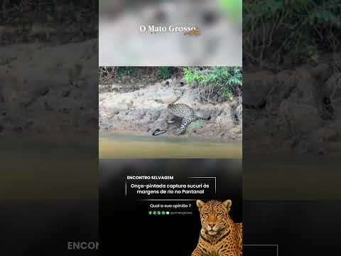 Onça-pintada captura sucuri às margens de rio no Pantanal
