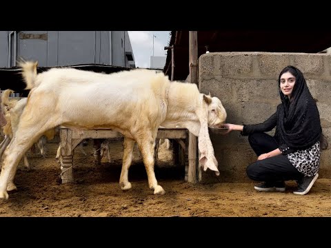 Gulabi Bakra Breeding Farm, Goat Farming, Goat Land Farms, Bakra Mandi Pakistan, Hsn Entertainment