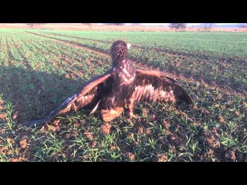 Golden eagle hunting hares