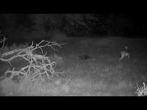 Djuma: Impala female and White-tailed Mongoose - 20:28 - 11/20/2022