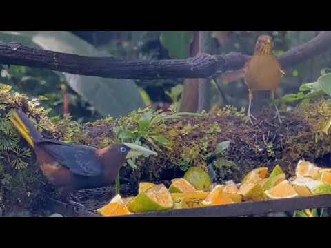 Oropendolas, Thrushes, Tanagers, and Saltators Feast On A Buffet Of Oranges | Nov. 17, 2025