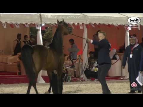 N 95 D MAHBOOB   Bahrain National Championship 2021   Stallions 4+ Years Old Class 8B