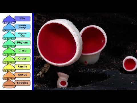 Introduction to Fungal Phylogeny and Taxonomy