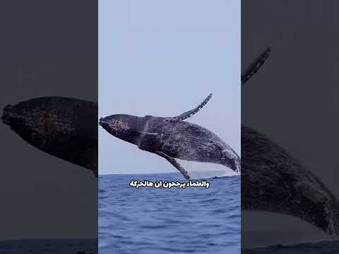ليه ما نشيل القشور عن الحوت؟