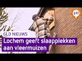 Harrie zorgt voor slaapplekken voor vleermuizen