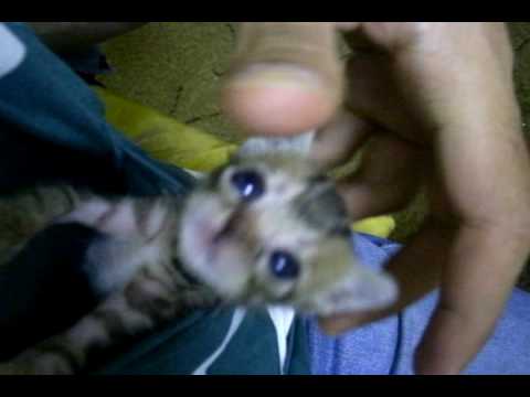 kitten