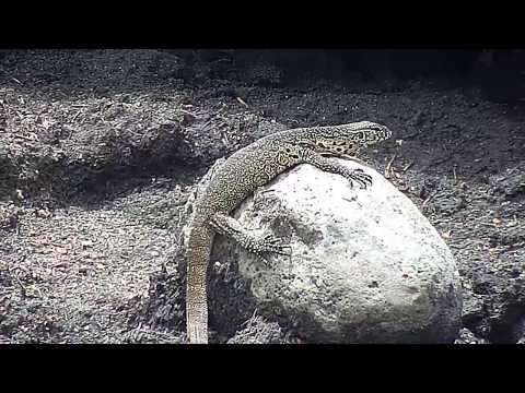 Djuma: Water Monitor Lizard on the move - 12:02 - 11/21/19
