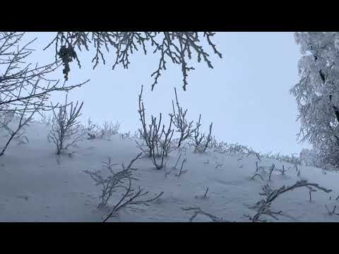 Chatka Puchatka na Połoninie Wetlińskiej