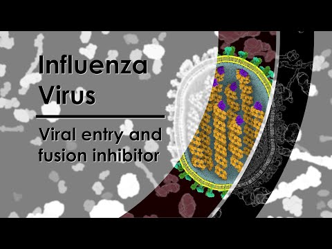 Influenza Virus - Viral entry and fusion inhibitor