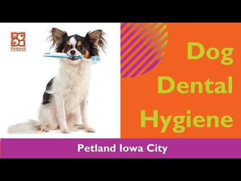 Dog Dental Hygiene