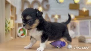 ハーフ犬の動画01