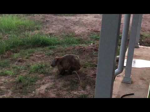 Farting wombat