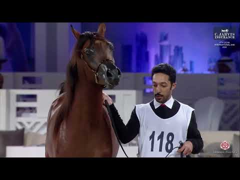 N 118 KH RASMI   4th Doha International Arabian Horse Show 2024   Yearling Colts Class 4A