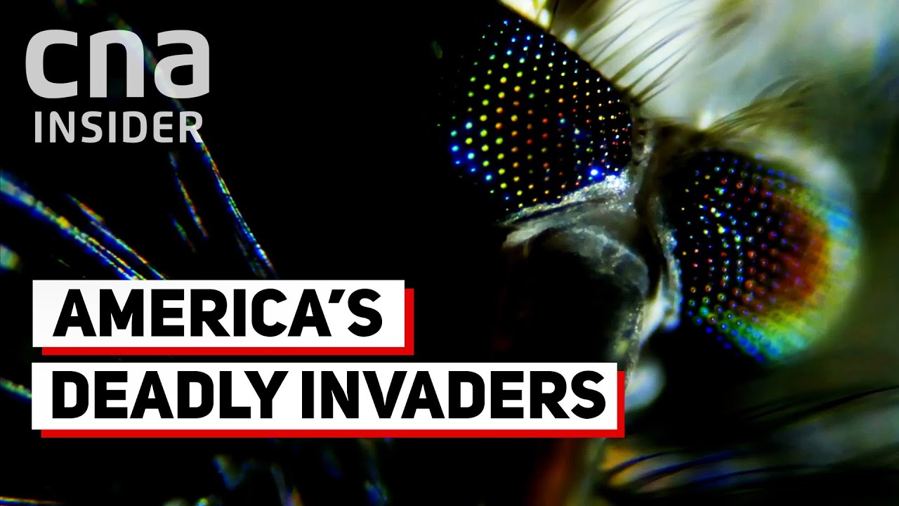Why Are Deadly Mosquitoes Invading The US?