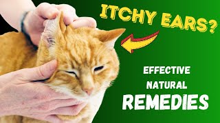 Ear Infections in Cats - Effective NATURAL Remedies | Dr. Katie Woodley - The Natural Pet Doctor
