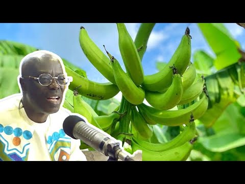 " PLANTAIN AND OTHER HEALTHY CARBS ARE GOOD FOR HEALTH" Pt 1-  Oheneba Ntim Barimah