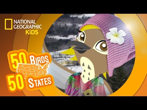 Vermont - Feat. Rapper MC Val the Hermit Thrush | 50 Birds, 50 States