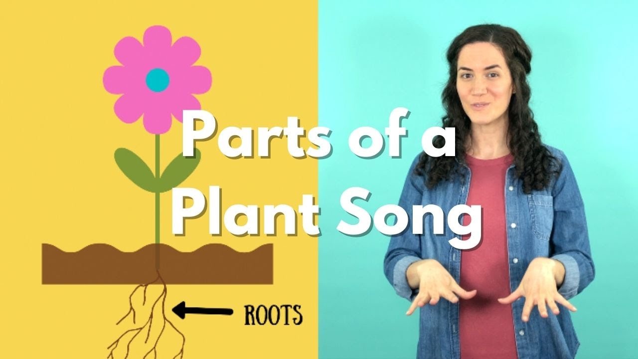Roots, Stem, Leaves, Flower | Parts of a Plant Song | Parts of a Flower Song