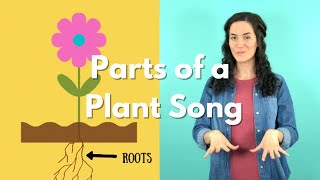 Roots Stem Leaves Flower  Parts of a Plant Song  P